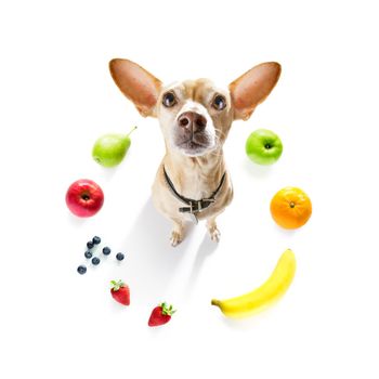 chihuahua dog with guilty conscience  for overweight, and to loose weight ,isolated on white background and fresh vegan vegetarian fruit around