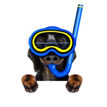 Snorkeling scuba diving sausage dachshund dog  with mask and fins ,  isolated on white background banner and blackboard frame