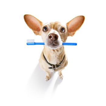 chihuahua dog holding a toothbrush with mouth , isolated on white background