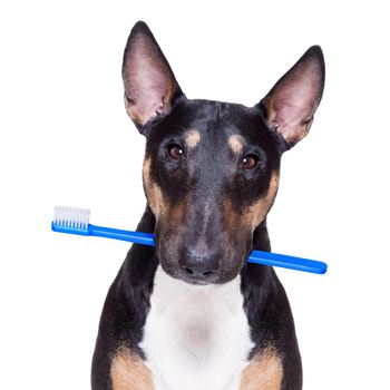 bull terrier dog holding a toothbrush with mouth , isolated on white background