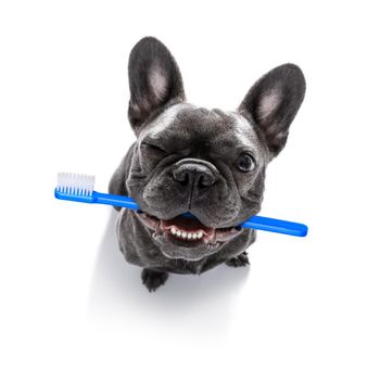 french bulldog dog holding a toothbrush with mouth , isolated on white background