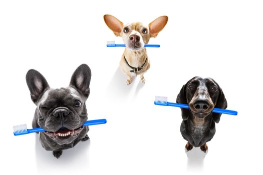 sausage dachshund dog holding a toothbrush with mouth , isolated on white background