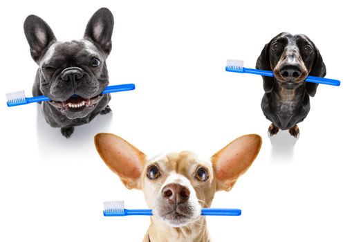 group row team of dogs holding a toothbrush with mouth , isolated on white background