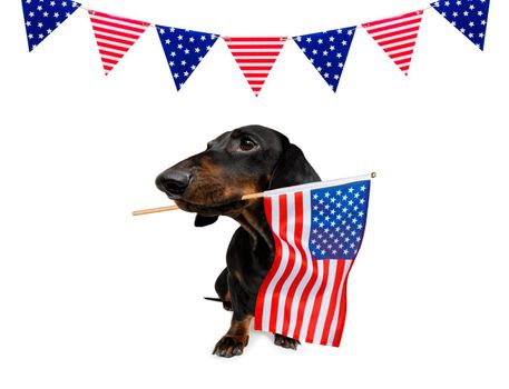 sausage dachshund dog waving a flag of usa and victory or peace fingers on independence day 4th of july with sunglasses