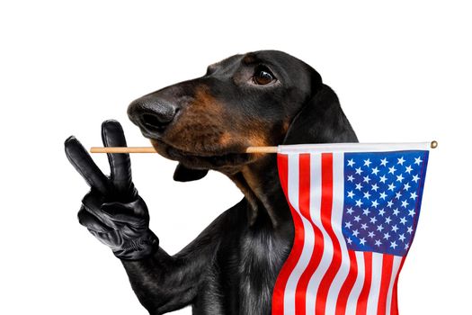 sausage dachshund dog waving a flag of usa and victory or peace fingers on independence day 4th of july with sunglasses