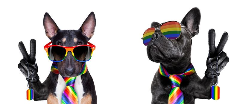 crazy funny gay pitbull dog proud of human rights ,sitting and waiting, with rainbow flag tie  and sunglasses , isolated on white background