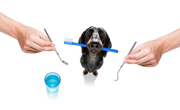 sausage dachshund dog holding a toothbrush with mouth , isolated on white background