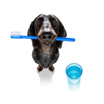 sausage dachshund dog holding a toothbrush with mouth , isolated on white background