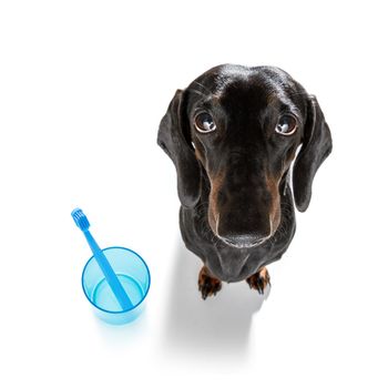 sausage dachshund dog holding a toothbrush with mouth , isolated on white background