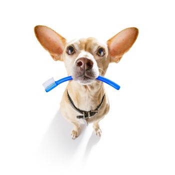 chihuahua dog holding a toothbrush with mouth at the dentist, isolated on white background