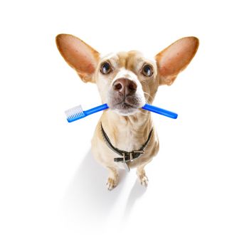 chihuahua dog holding a toothbrush with mouth at the dentist, isolated on white background