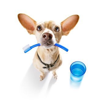 chihuahua dog holding a toothbrush with mouth at the dentist, isolated on white background