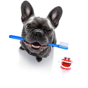 french  bulldog dog holding a toothbrush with mouth , isolated on white background, at the dentist