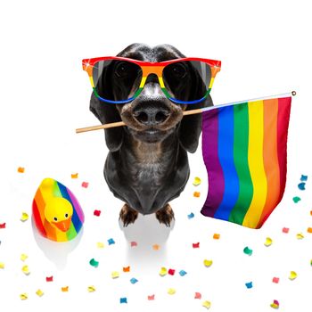 crazy funny gay homosexual  dachshund sausage dog proud of human rights ,sitting and waiting, with rainbow flag tie  and sunglasses , isolated on white background