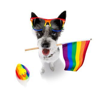 crazy funny gay homosexual  poodle terrier dog proud of human rights ,sitting and waiting, with rainbow flag tie  and sunglasses , cheers with cocktail a toast