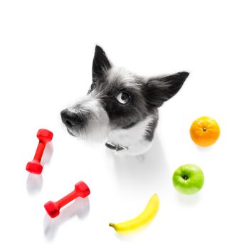 fitness poodle dog with  a heavy dumbbell, as personal trainer , isolated on white background with healthy food or fruit