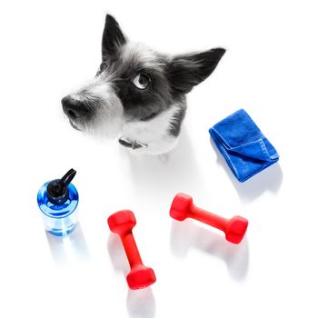 fitness poodle dog with  a heavy dumbbell, as personal trainer , isolated on white background