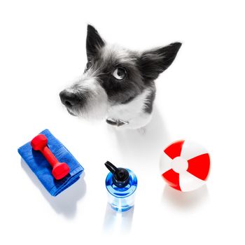 fitness poodle dog with  a heavy dumbbell, as personal trainer , isolated on white background