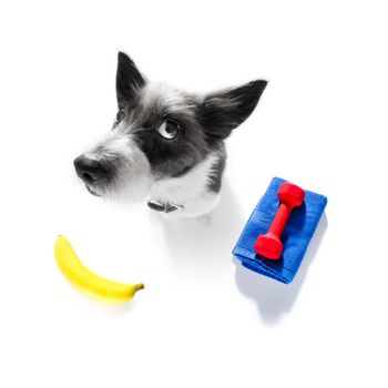 fitness poodle dog with  a heavy dumbbell, as personal trainer , isolated on white background with healthy food or fruit