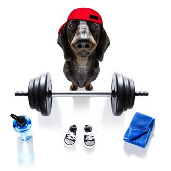 fitness sausage dachshund dog lifting a heavy big dumbbell, as personal trainer , isolated on white background