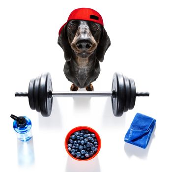 fitness sausage dachshund dog lifting a heavy big dumbbell, as personal trainer , isolated on white background