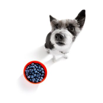 poodle with guilty conscience  for overweight, and to loose weight , isolated on white background and fresh vegan vegetarian fruit around