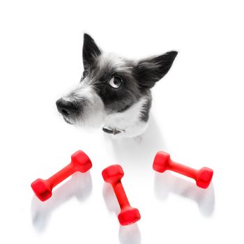 fitness poodle dog with  a heavy dumbbell, as personal trainer , isolated on white background