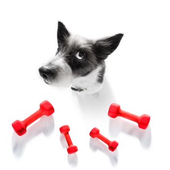 fitness poodle dog with  a heavy dumbbell, as personal trainer , isolated on white background