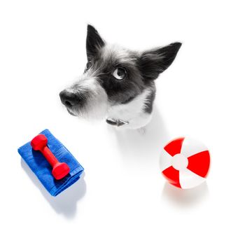 fitness poodle dog with  a heavy dumbbell, as personal trainer , isolated on white background