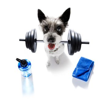 fitness poodle dog lifting a heavy big dumbbell, as personal trainer , isolated on white background