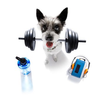 fitness poodle dog lifting a heavy big dumbbell, as personal trainer , isolated on white background