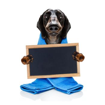 sausage dachshund dog  in a bathtub under shower not so amused about that ,wearing a  towel or bathrobe or towel dressing gown