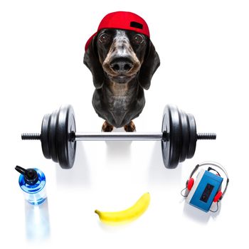 fitness sausage dachshund dog lifting a heavy big dumbbell, as personal trainer , isolated on white background and a banana fruit