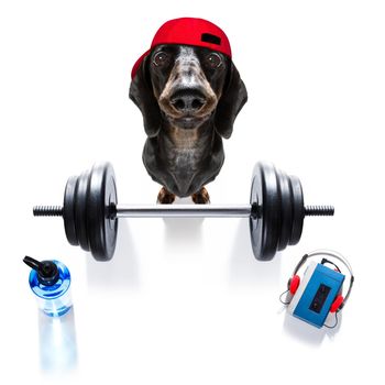 fitness sausage dachshund dog lifting a heavy big dumbbell, as personal trainer , isolated on white background