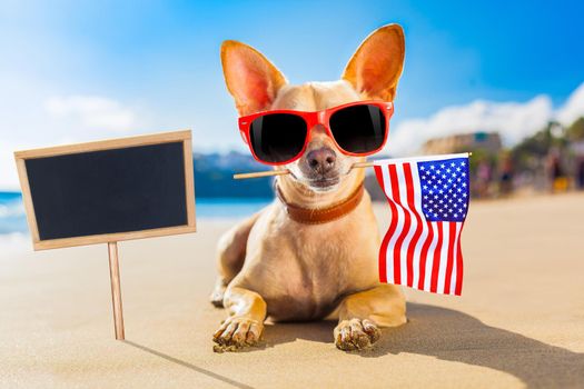 chihuahua dog at the ocean shore beach wearing red funny sunglasses and usa independence day flag for the 4th of July