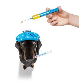 sick and ill dachshund sausage dog  isolated on white background with ice pack or bag on the head, with thermometer and syringe vaccine