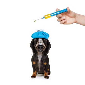 sick and ill dachshund sausage dog  isolated on white background with ice pack or bag on the head, with thermometer and syringe vaccine