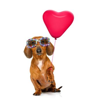 dachshund sausage dog  in love for valentines or birthday  with red heart  balloon, isolated on white background