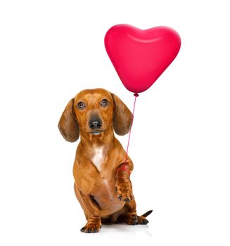 dachshund sausage dog  in love for valentines or birthday  with red heart  balloon, isolated on white background