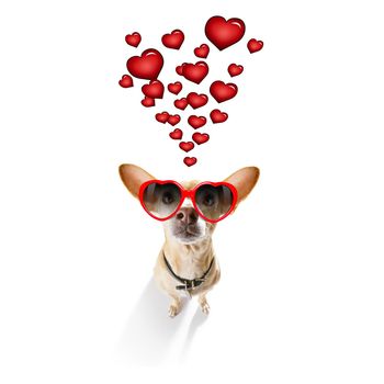 chihuahua dog  in love for valentines or birthday  , isolated on white background