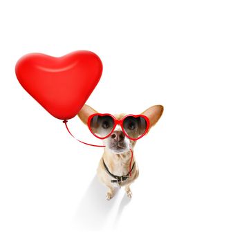 chihuahua dog  in love for valentines or birthday  with red heart  balloon, isolated on white background