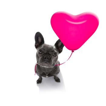 french bulldog in love for valentines or birthday  with red heart  balloon, isolated on white background