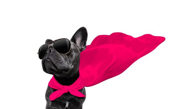 super hero french bulldog dog with  red cape and  sunglasses for justice and strenght isolated on white background