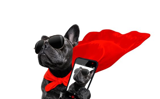 super hero french bulldog dog with  red cape and  sunglasses for justice and strenght isolated on white background taking a selfie with smartphone