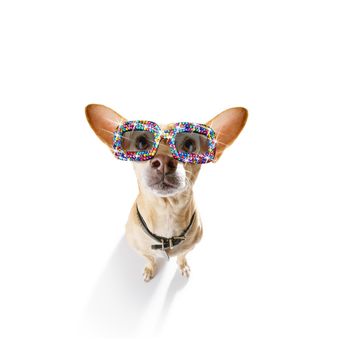 chihuahua dog with funny gay  fancy  sunglasses  isolated on white background
