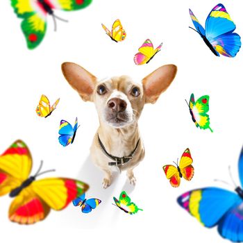 flying  butterflies and  a dog in love  for spring and valentines day , isolated on white background