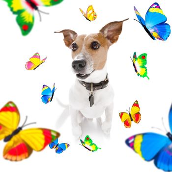 flying  butterflies and  a dog in love  for spring and valentines day , isolated on white background