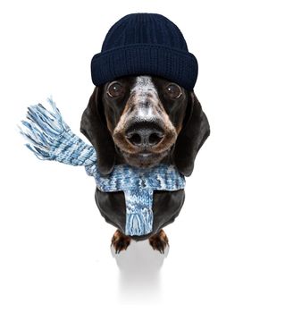 freezing dachshund sausage dog with wool scarf and cap  in winter or autumn fall, isolated on white background