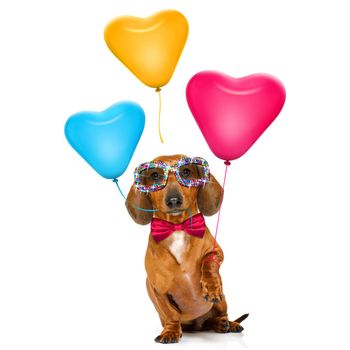 dachshund sausage dog  in love for valentines or birthday  with red heart  balloons, isolated on white background