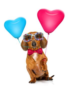 dachshund sausage dog  in love for valentines or birthday  with red heart  balloons, isolated on white background